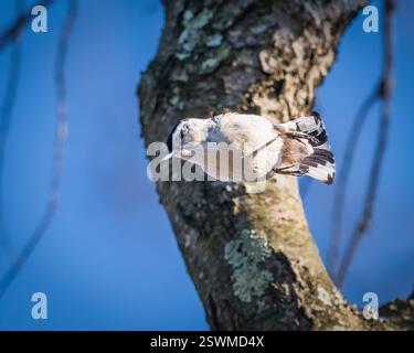 Nuthatch blanche. Un petit oiseau saute vers le bas, tourne, passe par l'arbre, dans l'après-midi ensoleillé d'hiver. Banque D'Images