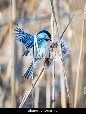 Un petit oiseau se perche délicatement sur un roseau, déployant ses ailes lorsqu'il interagit avec une queue moelleuse. L'arrière-plan est orné d'un ree flou et doré Banque D'Images