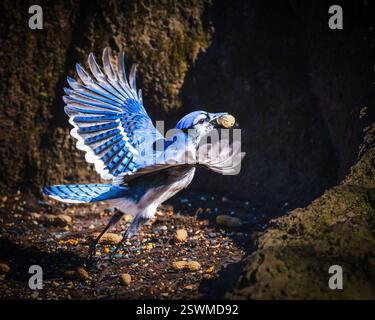 Un jay bleu est capturé en plein vol avec ses ailes complètement déployées, tenant une arachide dans son bec. La scène est placée sur un fond sombre et naturel avec Banque D'Images