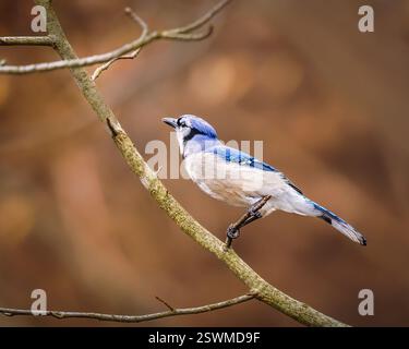 Un jay bleu perche gracieusement sur une branche élancée, ses plumes bleues et blanches éclatantes se détachent sur le fond brun doux et flou. Le bi Banque D'Images