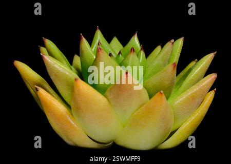 Gros plan Echeveria Agavoides plante succulente Red Edge, belle couleur de dégradé jaune vert fleur. Isolé sur fond noir. Photo d'image Banque D'Images