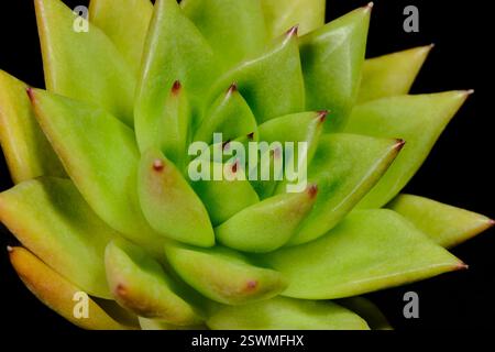 Gros plan Echeveria Agavoides plante succulente Red Edge, belle couleur de dégradé jaune vert fleur. Isolé sur fond noir. Photo d'image Banque D'Images