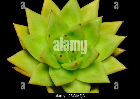 Gros plan Echeveria Agavoides plante succulente Red Edge, belle couleur de dégradé jaune vert fleur. Isolé sur fond noir. Photo d'image Banque D'Images