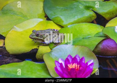 Le jardin botanique historique la Concepcion dans la ville de Malaga en Andalousie, Espagne, Europe. Grenouille verte reposant sur un matelas de nénuphars parmi le lys d'eau vibrant Banque D'Images