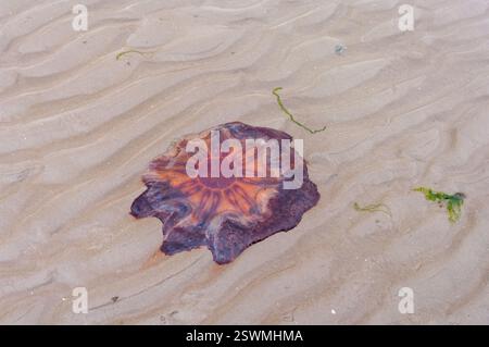 Une méduse est couchée sur le sable. Le sable est brun et la méduse est orange Banque D'Images