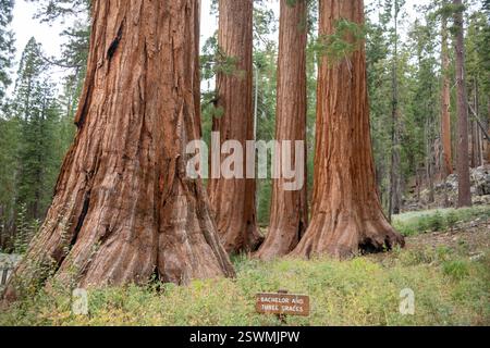 Yosemite National Park, Californie - arbres nommés Bachelor et Three grâces dans le Mariposa Grove de séquoias géants (Sequoiadendron giganteum). Banque D'Images