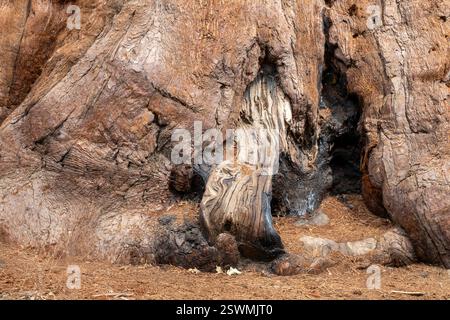 Yosemite National Park, Californie - la base d'un séquoia géant dans le bosquet Mariposa des séquoias géants (Sequoiadendron giganteum). Banque D'Images