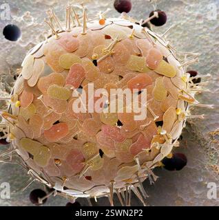 Acanthocystis. Micrographie électronique à balayage coloré (MEB) d'un héliozoaire centrohelide à écailles tangentielles et épines radiales. Ce genre Acanthocystis contient des organismes vivants unicellulaires, planctoniques ou benthoniques flottants qui sont communs en eau douce mais aussi plus rarement trouvés dans les habitats marins. La position évolutive des centrohelids n'est pas claire. Grossissement : x 2500, si imprimé 10 centimètres Banque D'Images