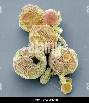 Coccolithophores. Micrographie électronique à balayage (MEB) de coccolithophores (principalement Emiliana huxleyi). Les coccolithophores sont du phytoplancton calcaire et sont entourés d'un squelette (coccosphère) de plaques de carbonate de calcium. Lorsque l'organisme meurt, ces plaques se séparent et s'enfoncent au fond de l'océan. Des plaques individuelles ont été trouvées en grand nombre et peuvent constituer le composant majeur d'une roche particulière, comme la craie d'Angleterre. Grossissement : x300 lors de l'impression à 10 centimètres de large Banque D'Images