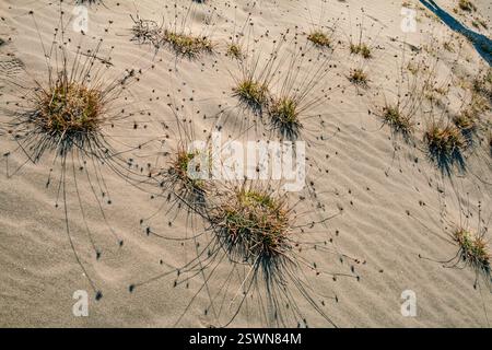 Vue rapprochée des dunes de sable avec de petites touffes d'herbe verte poussant au milieu du sable fin, éclairées par la lumière du soleil Banque D'Images