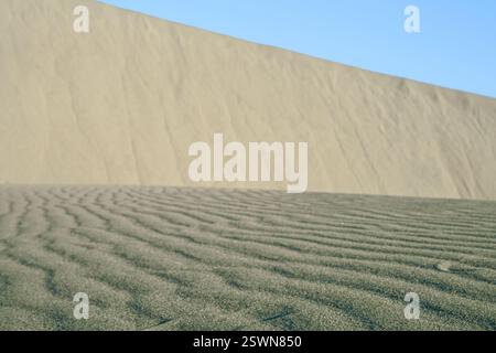 Vaste paysage désertique avec des dunes de sable fin avec des ondulations texturées sous un ciel bleu clair. La scène capture la beauté naturelle des terrains arides Banque D'Images