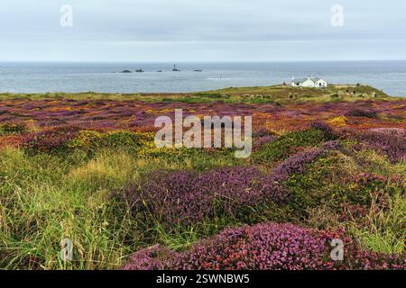 Littoral, floraison de bruyère sur la côte atlantique, archipel de longships avec phare à l'horizon, sentier côtier South West Coast Path, crique nuageuse Banque D'Images