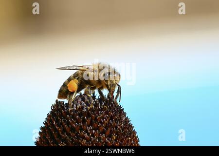 Abeille commune européenne (Apis mellifera), collecte du nectar d'une fleur du coneflower jaune (Echinacea paradoxa), gros plan, macro photographie, Wilnsd Banque D'Images