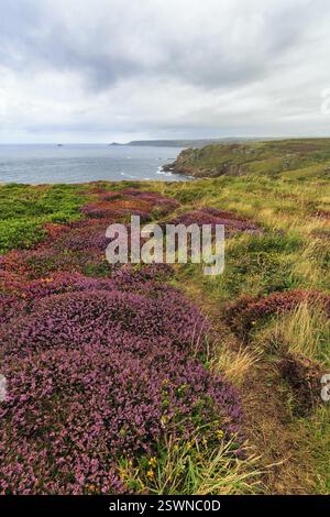 Littoral, floraison de bruyère sur la côte atlantique, sentier de randonnée, sentier côtier sentier de côte sud-ouest, couverture nuageuse, promontoire Land's End, Lands End, Penza Banque D'Images