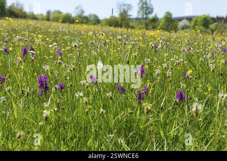 Klengelwiese sur le Geisingberg en fleurs, prairie de montagne avec des plantes rares, y compris des orchidées comme l'orchidée des marais occidentaux (Dactylorhiza majalis) Banque D'Images