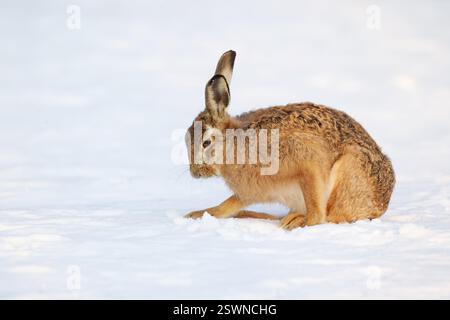 Lièvre brun européen (Lepus europaeus) animal adulte se reposant sur un champ agricole couvert de neige en hiver, Angleterre, Royaume-Uni, Europe Banque D'Images