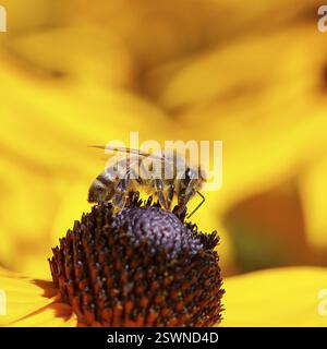 Abeille commune européenne (Apis mellifera), collecte du nectar d'une fleur du coneflower jaune (Echinacea paradoxa), gros plan, macro photographie, Wilnsd Banque D'Images