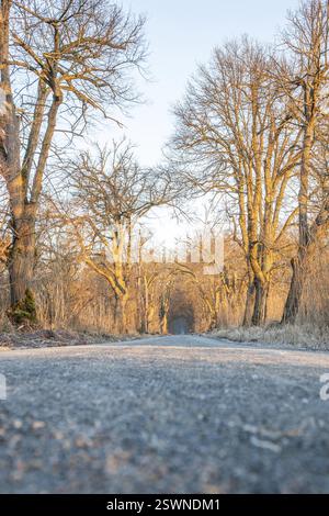 Chemin à travers une ancienne avenue. Arbres dans un paysage d'hiver avec de la glace et du gel dans une réserve naturelle. Chemin de gravier ou piste de terre au lever du soleil à Moenchbruch, F Banque D'Images
