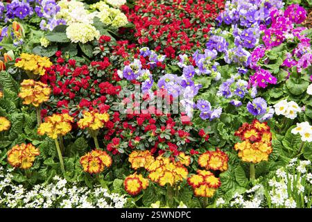 Fleurs de printemps, fleurs précoces, prairie aux fleurs colorées, tulipes, bégonias, jacinthes, primroses, Berlin, Allemagne, Europe Banque D'Images