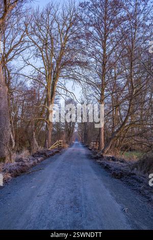 Chemin à travers une ancienne avenue. Arbres dans un paysage d'hiver avec de la glace et du gel dans une réserve naturelle. Chemin de gravier ou piste de terre au lever du soleil à Moenchbruch, F Banque D'Images