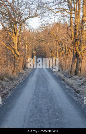 Chemin à travers une ancienne avenue. Arbres dans un paysage d'hiver avec de la glace et du gel dans une réserve naturelle. Chemin de gravier ou piste de terre au lever du soleil à Moenchbruch, F Banque D'Images