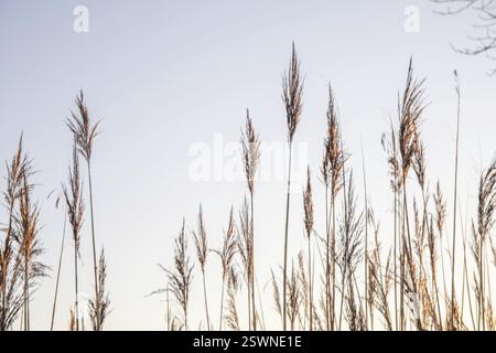 Roseaux en hiver avec glace et gel s'élevant dans le ciel au lever du soleil. Moenchbruch, Francfort, Allemagne, Europe Banque D'Images