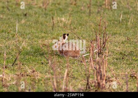 Un lièvre brun se trouve niché dans un champ herbeux, ses oreilles sont perchées, au milieu de tiges séchées et de pousses vertes. Banque D'Images