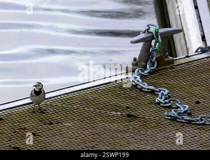 Une queue de wagon blanche se dresse sur une surface de jetée métallique à côté d'une chaîne et d'une borne, avec de l'eau ondulée en arrière-plan Banque D'Images