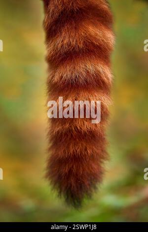Queue de panda rouge orange. Panda rouge nourrissant les fruits des arbres au Népal. Panda allongé sur l'arbre avec des feuilles vertes. Ailurus fulgens, panda rouge, détail visage portr Banque D'Images