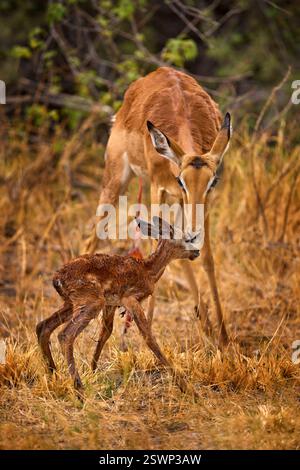 Fresque antilope Impala nouveau-né dans la nature. Jeune bébé animal ourson antilope avec mère dans la forêt, rivière Khwai, Botswana en Afrique. Nature sauvage. Banque D'Images
