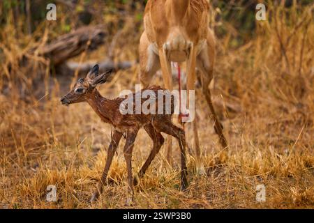 Fresque antilope Impala nouveau-né dans la nature. Jeune bébé animal ourson antilope avec mère dans la forêt, rivière Khwai, Botswana en Afrique. Nature sauvage. Banque D'Images