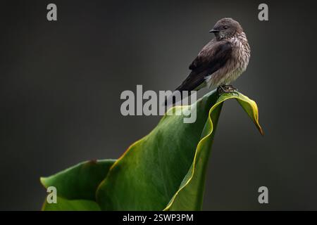 Mascarene martin, Phedina borbonica, oiseau passereau, assis sur la feuille verte dans l'habitat naturel, Andasibe-Mantadia NP à Madagascar. Oiseau gris M Banque D'Images