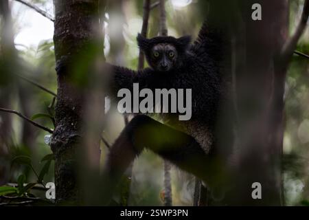 Faune Madagascar, babakoto, Indri indri, singe, objectif grand angle avec habitat dans la forêt de Kirindy, Madagascar. Lémurien dans la nature . Sifaka sur le tr Banque D'Images