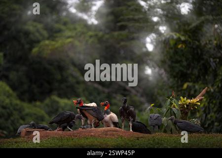 Colombie nature. Roi vautour, Sarcoramphus papa, combat avec les carcas et les vautours noirs. Oiseau à tête rouge, forêt en arrière-plan. Scène animalière à partir de t Banque D'Images