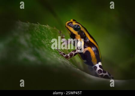 Ranitomeya sirensis, grenouille poison Sira, réforêt au Pérou. Petit danger poison grenouille sur la feuille dans l'habitat de la forêt naturelle. Animal de la jungle en PE Banque D'Images
