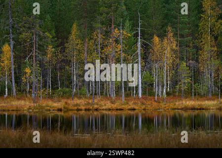 Taïga d'automne. Lac avec forêt et ciel crépusculaire bleu. Paysage du nord de l'Europe, Kuhmo en Finlande. Arbre en forêt, Kuhmo en Finlande, Europe. Banque D'Images
