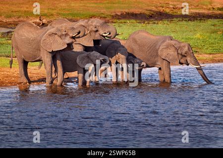 Scène sauvage de la nature. Lac avec de grands animaux. Un troupeau d'éléphants d'Afrique qui boivent du fleuve, levant leurs troncs, parc national de Chobe, Botswan Banque D'Images