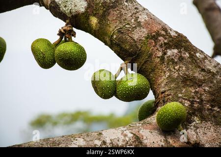 Ficus racemosa communément connu sous le nom de grappe Figs. Banque D'Images