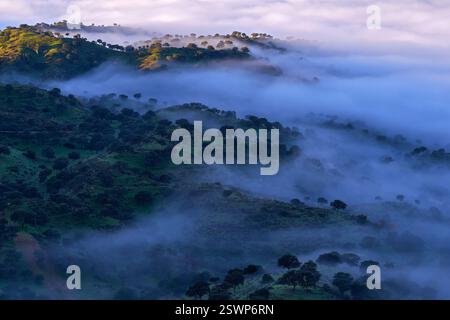 Espagne paysage matinal avec brouillard. Pierre dans l'habitat naturel. Faucon dans la montagne Sierra de Andujar en Espagne, Europe. Scène de la faune de la nature. Brumeux Banque D'Images