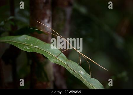 Gros insecte de Madagaskar, assis sur la feuille de geen. Spathomorpha CF. adefa, insecte épouvantail dans l'habitat naturel, au nord de Madagascar, nature sauvage Banque D'Images