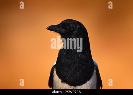 Gros plan Magpie, portrait de tête orange coucher de soleil. Pica pica, oiseau noir et blanc à longue queue, dans l'habitat naturel, fond clair. Wildlif Banque D'Images