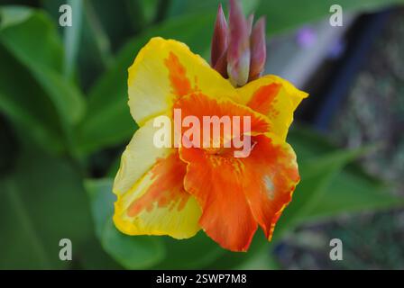 fleur de canna jaune et orange Banque D'Images