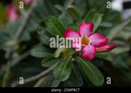 Gros plan d'une fleur rouge vif. Rose du désert, adenium obesum, frangipanier japonais. Fleur tropicale exotique de couleur rouge, magenta ou rose Banque D'Images