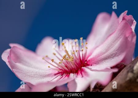 Détail vertical d'une fleur d'amande rose avec ses pétales fuchsia, étamines et pistil sur une journée lumineuse et ensoleillée avec un fond bleu foncé. Banque D'Images