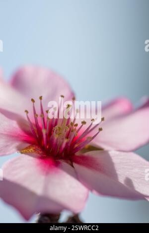 Détail d'une fleur d'amande rose avec ses pétales fuchsia et blancs, étamines et pistil sur une journée lumineuse et ensoleillée avec un fond bleu profond. Banque D'Images
