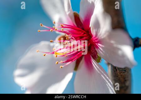 Détail d'une fleur d'amande rose avec ses pétales fuchsia et blancs, étamines et pistil sur une journée lumineuse et ensoleillée avec un fond bleu profond. Banque D'Images