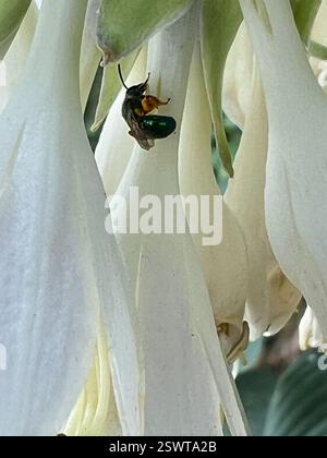 Pure Green Sweat Bee (Augochlora pura), Insecta, Eisele Rd, Cleveland, MO, NOUS, sur Hosta Blooms Banque D'Images