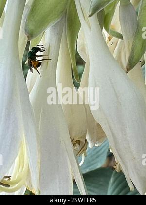 Pure Green Sweat Bee (Augochlora pura), Insecta, Eisele Rd, Cleveland, MO, NOUS, sur Hosta Blooms Banque D'Images