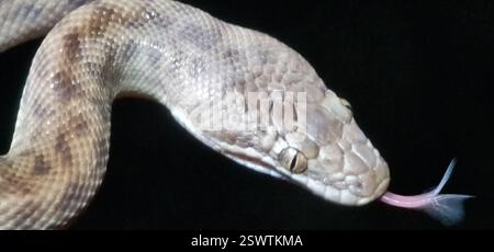 Python pour enfants (Antaresia childreni), Reptilia, territoire du Nord, au Banque D'Images