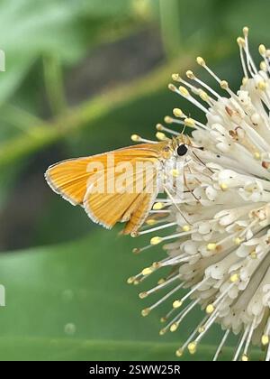 Orange Skipperling (Oarisma aurantiaca), Insecta, Gazebo Cir, New Braunfels, TX, ÉTATS-UNIS Banque D'Images
